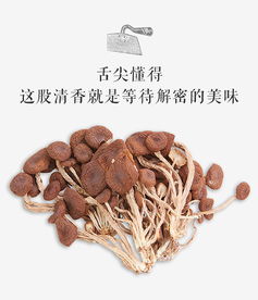 农家茶树菇干货不开伞 山珍特产食用菌120g