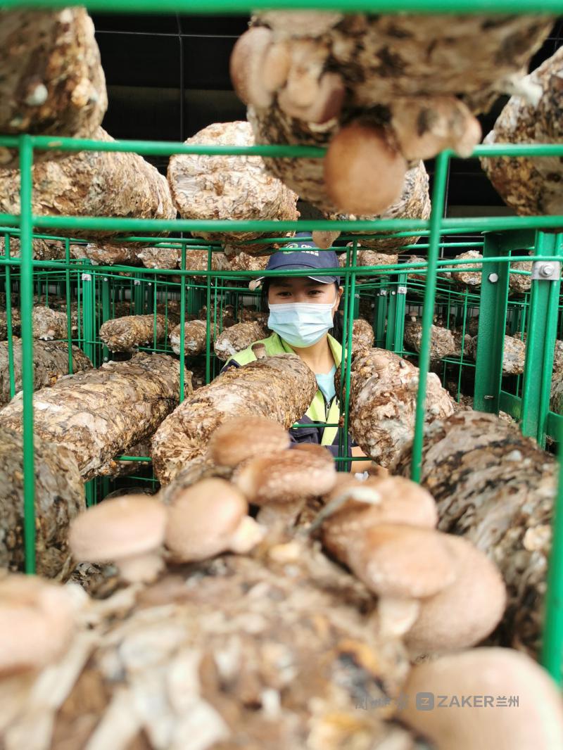 兰州新区食用菌香菇首次走出国门