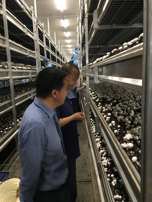 食品安全重于泰山 杨勇萍 愿为中国食用菌业倾尽所有