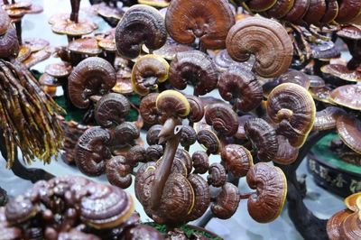 深入中国清丰食用菌博览会,一睹天下菌菇风采!