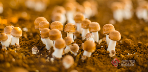云南野生食用菌产业发展任重而道远