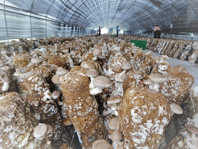 四川:广元市羊木镇打造&ldquo;川北最大食用菌产业基地&rdquo;