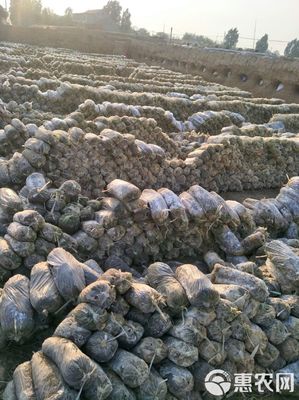 食用菌渣 食用菌 菌渣 有机肥