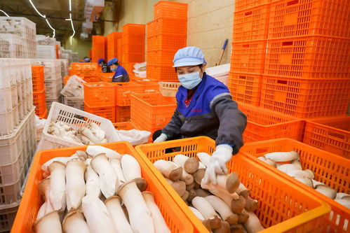 琪英菌业 日产杏鲍菇24万袋 保障市民 菜篮子