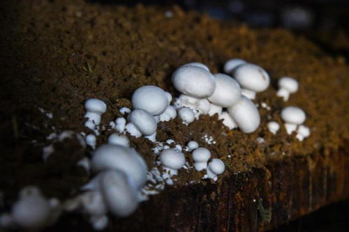 双孢菇撑起 致富伞 ,革命老区招商引资忙