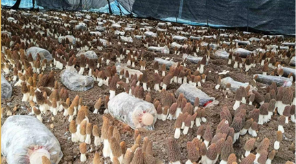 第23届食用菌新产品新技术博览会暨全国(利辛)羊肚菌产业创新发展大会