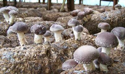 回乡创业新篇章 以食用菌种植带动农村就业