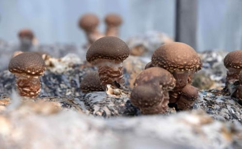 黄龙瓦子街镇食用菌基地 扩规模促增收 助力乡村振兴