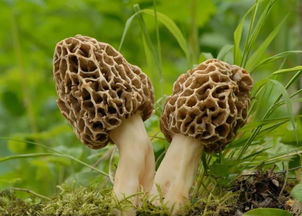 餐桌上的新变化 珍稀食用菌篇