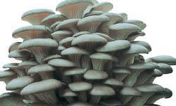 姬菇高密市畅想食用菌种植专业合作社 推动食用菌产业发展