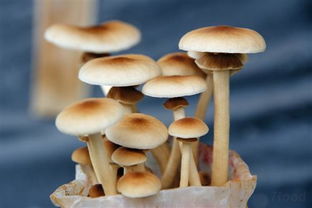 食用菌不仅美味，还有这么强大的功效