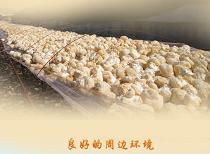 东北山珍猴头菇 无硫熏制，天然美味的食用菌