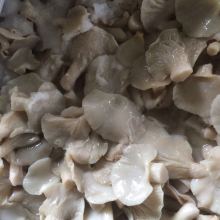 正定县常山食用菌厂——专业供应优质食用菌产品