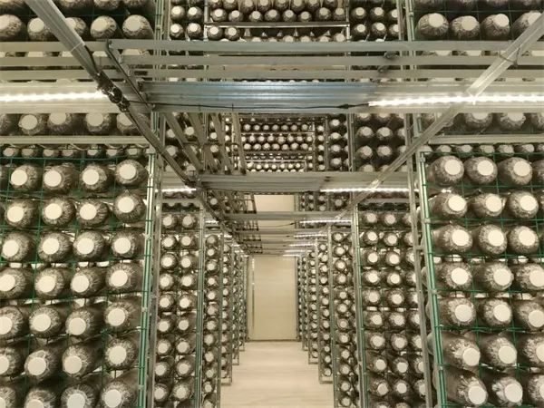 四川蓬溪 小菌菇做成大产业，拥有20余种食用菌工厂化产品