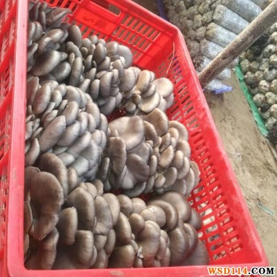 自种鲜平菇——健康美味的家庭食用菌选择