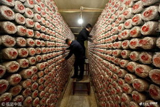 枣庄食用菌 从小城走向大都市的绿色珍品