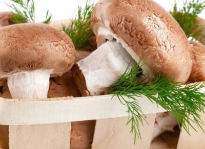 古人智慧 食用菌种植的奇迹之路