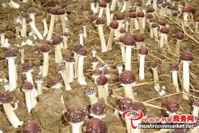 大球盖菇图集 探索餐桌上的鲜美珍馐