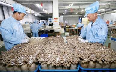 山东 工厂化生产食用菌“飘香”海外市场