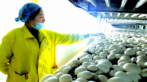 江苏 小小食用菌，致富大产业——菌菇撑起群众就业增收“致富伞”