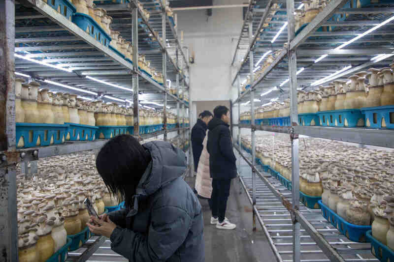青岛西海岸新区农产品区域公用品牌全国媒体联合采风活动聚焦食用菌产业，共绘乡村振兴新画卷