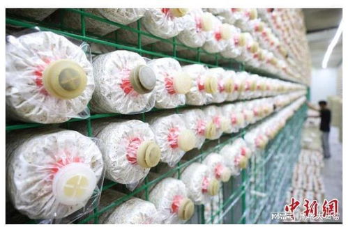 江苏食用菌 260亿元产值的硬“蘑”力密码