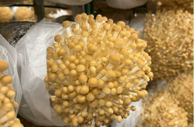 中国&middot;蓬溪第二十二届全国食用菌新产品新技术博览会成功举办