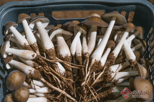 勐腊县 林下食用菌种植绘就森林新 丰 景