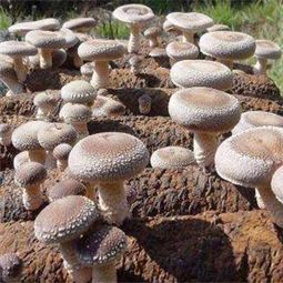 曾志长食用菌加盟店