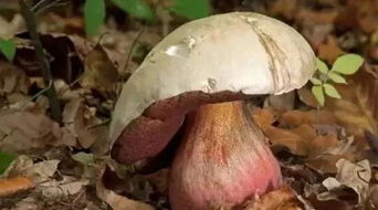 户外求生指南 一招辨别可食用菌类的关键技巧