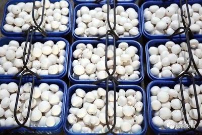 从国宴到餐桌 嘉善企业家的“蘑菇王国”梦想