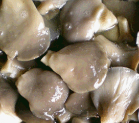 盐渍平菇 食用菌市场的特色加工品，生产与价格解析