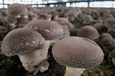 江西省吉安市青原区子平食用菌种植专业合作社 专注品质，健康餐桌的守护者